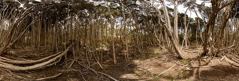 360 panorama of Paperbark forest, Narawntapu National Park