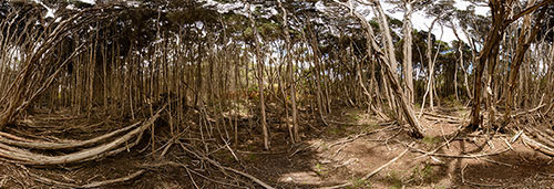 360 panorama of Paperbark forest, Narawntapu National Park