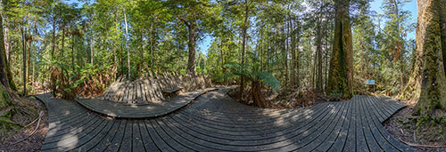 360 panorama of The Big Tree in the Styx