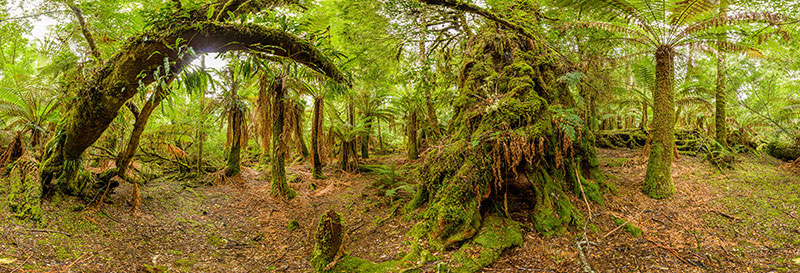 360 panorama of Old myrtle in Tarkine rainforest