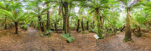 360 panorama of Forest near St Columba Falls